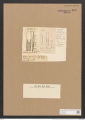 Hantzschia marina (Donk.) Grun. (de-Toni-Nr.: Genus 50, Species 2209) Zeichnungen Sammlung Grunow Nr. 4621 (NHMW-BOT-W0372668)
